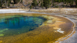 USA / Wyoming / Yellow Stone National Park