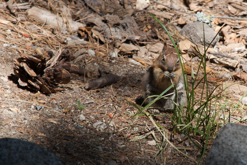 USA / Kalifornien - Sequoia National Park