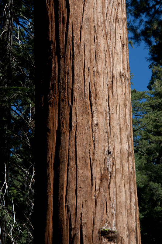 USA / Kalifornien - Sequoia National Park