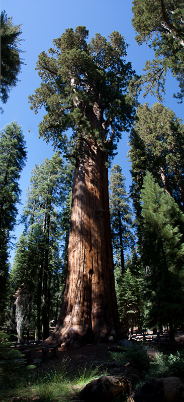 USA / Kalifornien - Sequoia National Park